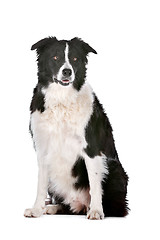 Image showing Border Collie