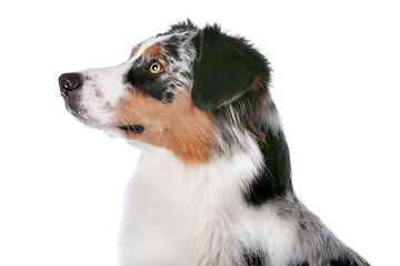 Image showing Australian shepherd