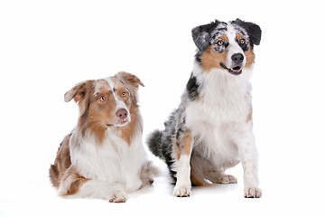 Image showing Two Australian Shepherd dogs