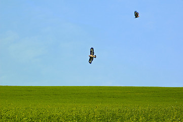 Image showing Buzzards
