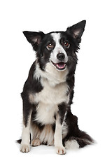 Image showing Border Collie