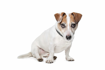 Image showing Jack Russel Terrier