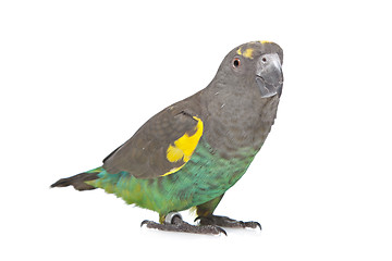 Image showing Meyer Parrot