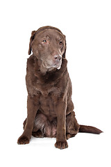 Image showing Old sad chocolate Labrador