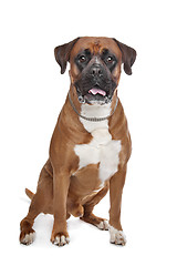 Image showing Boxer dog