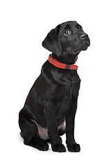 Image showing Black Labrador puppy