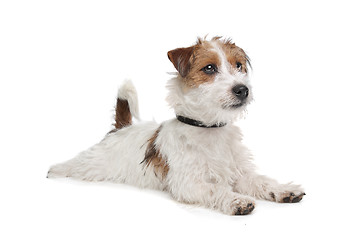 Image showing Jack Russel Terrier