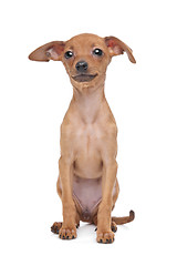 Image showing Miniature Pinscher puppy