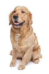 Image showing Golden Retriever