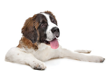 Image showing St Bernard puppy