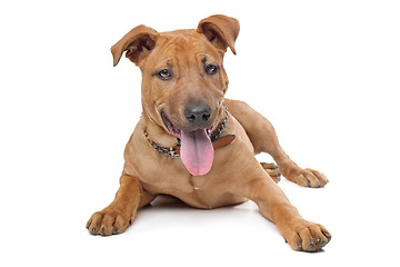 Image showing mixed breed dog