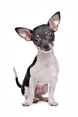 Image showing short haired chihuahua puppy