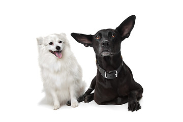 Image showing Keeshond (Dutch Barge Dog) and a black Shepherd