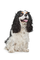 Image showing Cavalier King Charles Spaniel