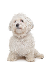 Image showing Maltese dog