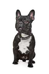 Image showing Black and White French Bulldog