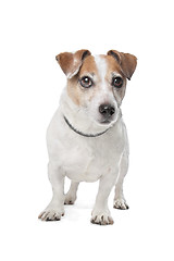 Image showing Jack Russel Terrier