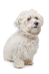 Image showing Maltese dog