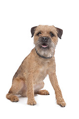 Image showing Border Terrier