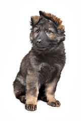 Image showing Shepherd puppy
