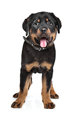 Image showing rottweiler puppy