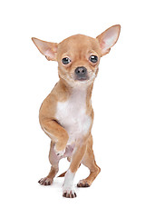 Image showing Miniature Chihuahua