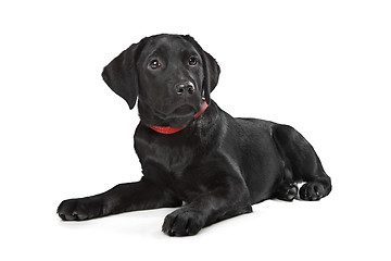 Image showing Black Labrador puppy