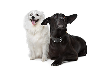 Image showing Keeshond (Dutch Barge Dog) and a black Shepherd