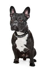 Image showing Black and White French Bulldog