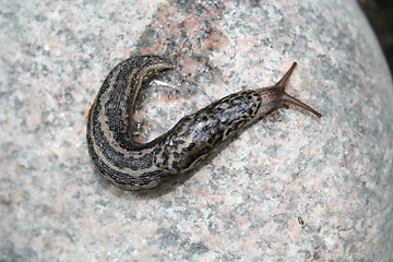 Image showing Limax maximus snail