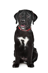Image showing Black Labrador puppy