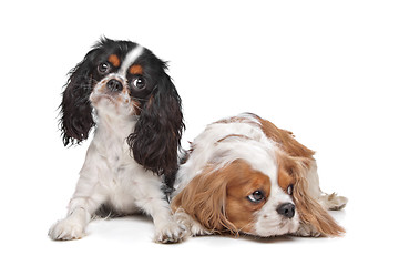 Image showing two Cavalier King Charles Spaniel dogs