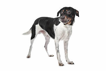 Image showing Boerenfox (Dutch Terrier)