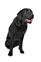 Image showing Black Labrador