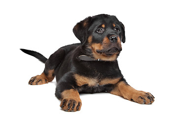Image showing rottweiler puppy