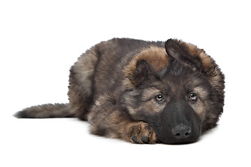 Image showing Shepherd puppy