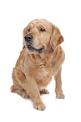 Image showing Golden Retriever