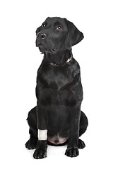 Image showing Black Labrador puppy