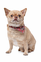 Image showing short haired fat chihuahua