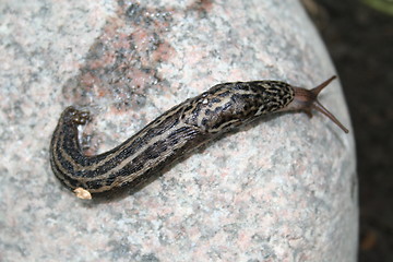 Image showing Limax maximus snail