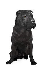 Image showing Black shar-Pei