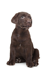 Image showing Chocolate Labrador puppy