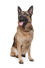 Image showing German Shepherd