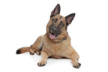 Image showing German Shepherd