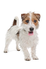 Image showing Jack Russel Terrier