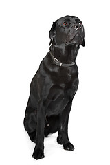 Image showing Black Labrador