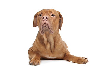 Image showing Dogue de Bordeaux