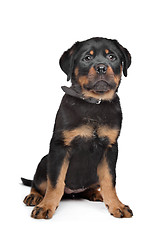 Image showing rottweiler puppy