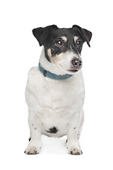 Image showing Jack Russel Terrier