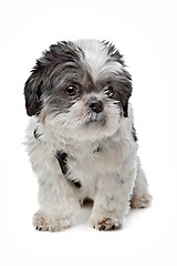 Image showing Shih Tzu